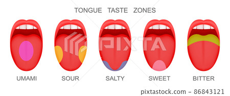 Set of open mouthes with sticking out tongues demonstrating receptor zones marked umami, sour, salty, sweet, bitter tastes. Myth of human taste buds 86843121