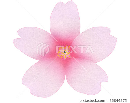 Open cherry blossoms 86844275