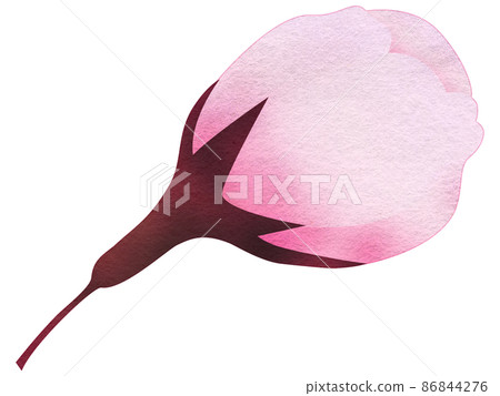 膨脹的櫻花芽 86844276