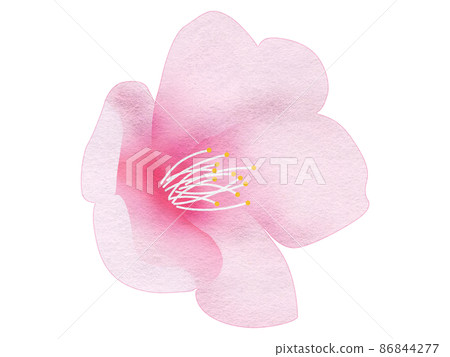 打開櫻花舔 86844277