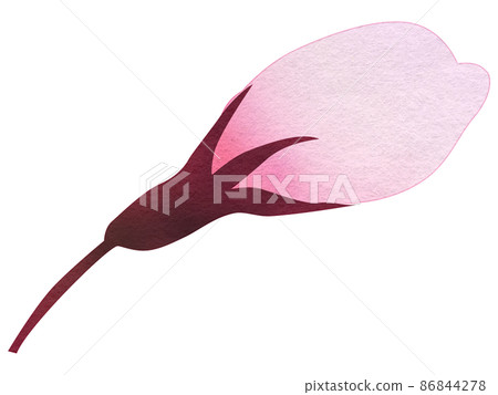 櫻花芽 櫻花芽 86844278