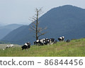 被放牧的牛 86844456