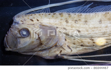 皇帶魚標本 86844467