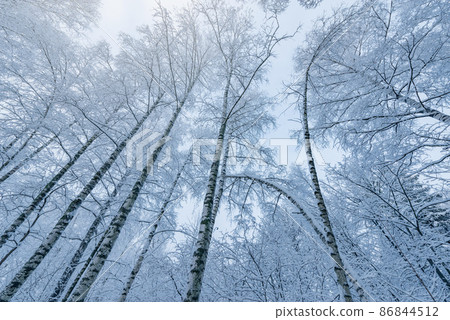 Birch tree trunks and branches under the snow. Birch tree trunks and branches under the snow. 86844512