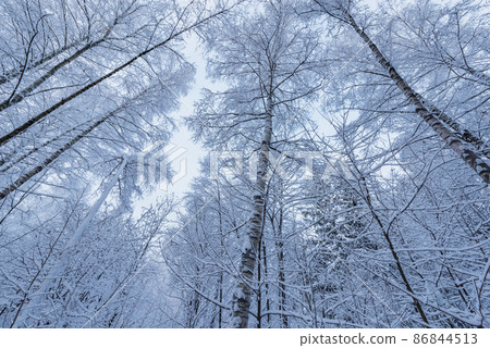 Birch tree trunks and branches under the snow. 86844513