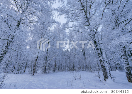 View of the winter forest at sunset time. View of the winter forest at sunset time. 86844515