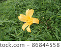 綠色中的一朵花 86844558