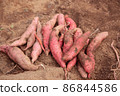 Sweet potatoes from the field 86844586