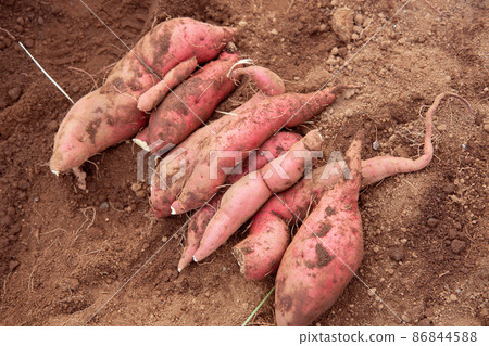 Sweet potatoes from the field 86844588