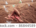 Sweet potatoes in the field 86844589