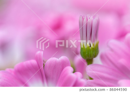 早春之花 早春之花 86844590