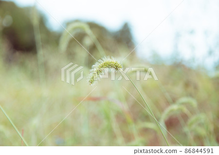 有貓的風景 86844591