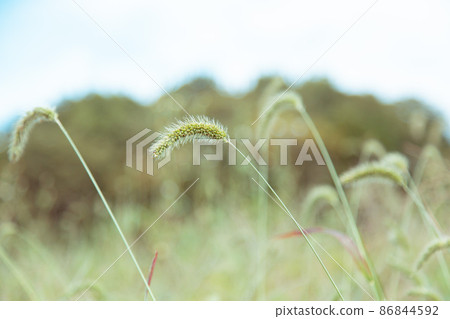 有貓的風景 有貓的風景 86844592