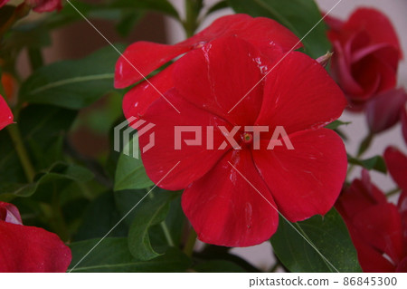 長春花 86845300