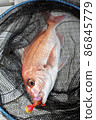 Red sea bream caught in Tairaba 86845779
