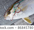Tairaba fishing natural amberjack 86845780