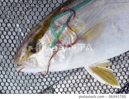 Tairaba fishing natural amberjack 86845780