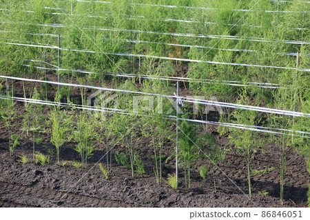 Landscape of Hokkaido ・ Asparagus field Landscape of Hokkaido ・ Asparagus field 86846051