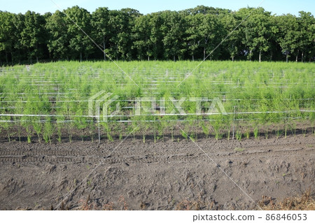 Landscape of Hokkaido ・ Asparagus field Landscape of Hokkaido ・ Asparagus field 86846053