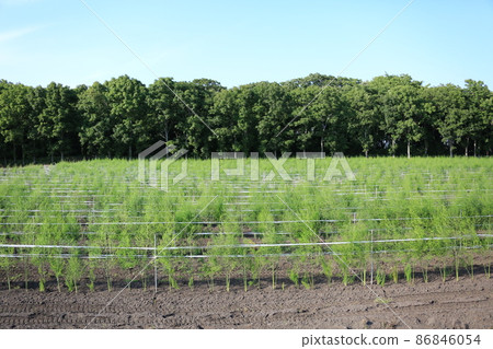 Landscape of Hokkaido ・ Asparagus field 86846054