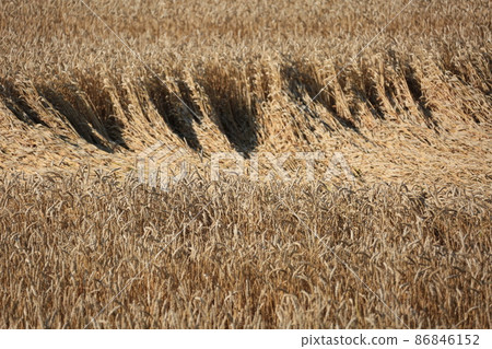 Landscape of Hokkaido ・ Wheat field Landscape of Hokkaido ・ Wheat field 86846152