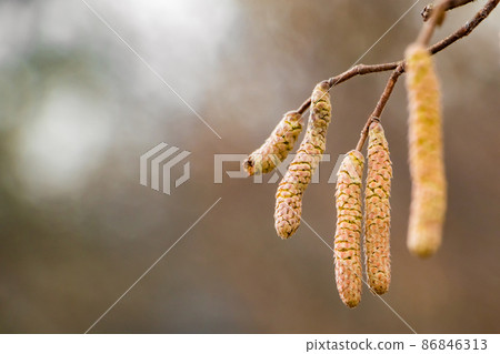 Blossoming hazelnuts in early spring. Green buds close up. Pollen allergy concept. Blossoming hazelnuts in early spring. Green buds close up. Pollen allergy concept. 86846313