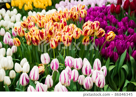 Bright spring fresh tulips close-up. Background from colorful flowers. Happy springtime. Bright spring fresh tulips close-up. Background from colorful flowers. Happy springtime. 86846345