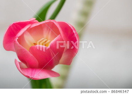 Tulip flower close up. Growing tulips at home. Delicate bud, symbol of spring. Tulip flower close up. Growing tulips at home. Delicate bud, symbol of spring. 86846347
