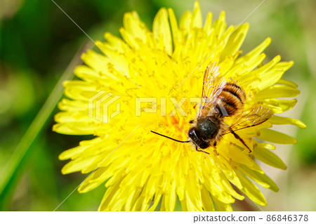 Close-up bee on dandelion. Pollination of plants, beekeeping. Spring nature. Close-up bee on dandelion. Pollination of plants, beekeeping. Spring nature. 86846378