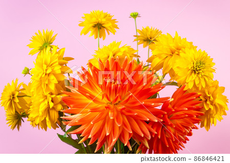 Summer concept. Bouquet of fresh yellow chrysanthemums and red dahlias on a pink background. Flowers as a gift for the holiday. Summer concept. Bouquet of fresh yellow chrysanthemums and red dahlias on a pink background. Flowers as a gift for the holiday. 86846421