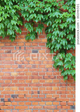背景材料·常春藤和磚牆 背景材料·常春藤和磚牆 86846501