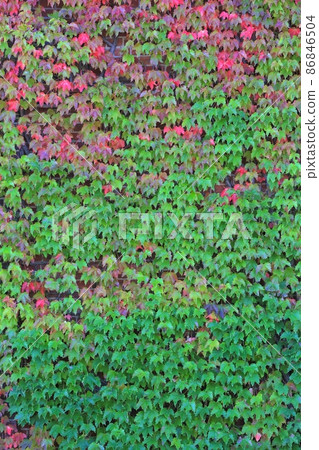 背景材料·常春藤和磚牆 86846504