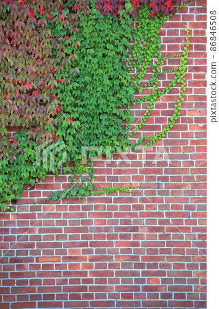 Background material ・ Ivy and brick wall 86846508