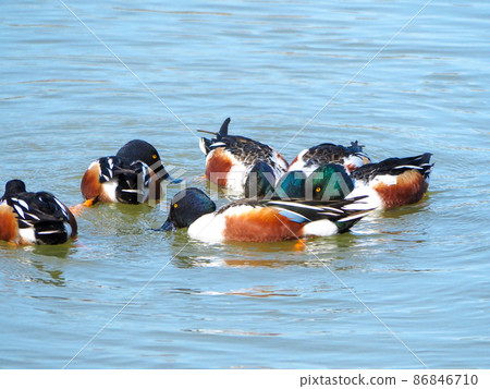 北方鋤頭旋轉尋找食物 北方鋤頭旋轉尋找食物 86846710