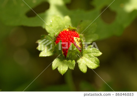 我在田裡遇到的蛇草莓（蛇草莓）的紅色果實很可愛 86846883