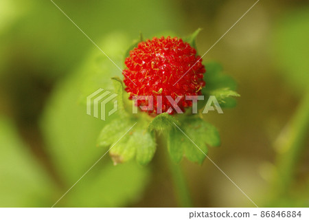 The red fruit of the snake strawberry (snake strawberry) that I met in the field was cute The red fruit of the snake strawberry (snake strawberry) that I met in the field was cute 86846884