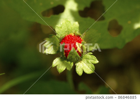 The red fruit of the snake strawberry (snake strawberry) that I met in the field was cute The red fruit of the snake strawberry (snake strawberry) that I met in the field was cute 86846885