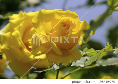 Get energized by yellow (vitamin color) roses (roses) flowers Get energized by yellow (vitamin color) roses (roses) flowers 86846970