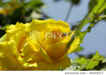 Get energized by yellow (vitamin color) roses (roses) flowers Get energized by yellow (vitamin color) roses (roses) flowers 86846971