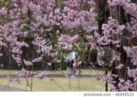 谷中天王寺垂枝櫻花 86848528