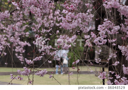 Yanaka Tennoji weeping cherry tree 86848529