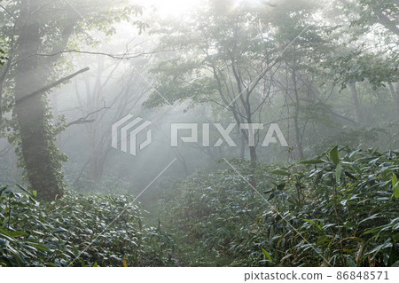 Scenery where light rays shine on the road of beech forest (Oyama Kagamiganaru) 86848571
