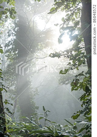 山毛櫸林路上光線照耀的風景(小山鏡火) 山毛櫸林路上光線照耀的風景(小山鏡火) 86848572