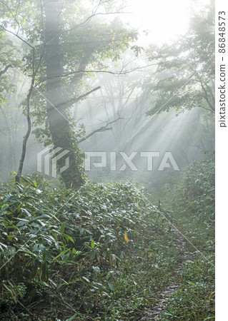 山毛櫸林路上光線照耀的風景（小山鏡火） 86848573
