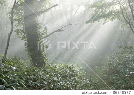 Scenery where light rays shine on the road of beech forest (Oyama Kagamiganaru) Scenery where light rays shine on the road of beech forest (Oyama Kagamiganaru) 86848577