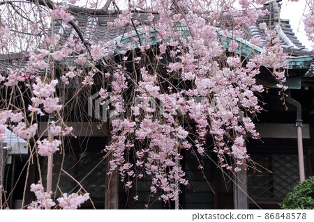 Yanaka Tennoji weeping cherry tree Yanaka Tennoji weeping cherry tree 86848578
