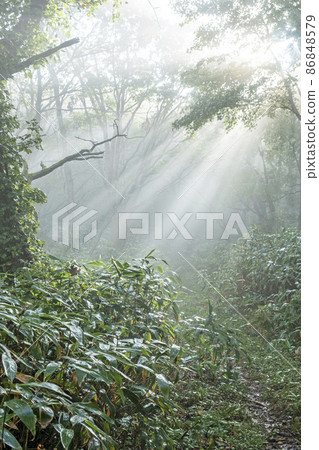 Scenery where light rays shine on the road of beech forest (Oyama Kagamiganaru) Scenery where light rays shine on the road of beech forest (Oyama Kagamiganaru) 86848579