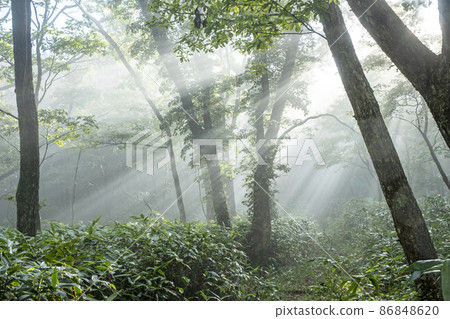 Scenery where light rays shine on the road of beech forest (Oyama Kagamiganaru) 86848620