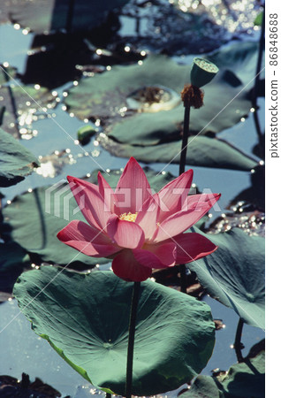 Nature photo film: Lotus blooming season. Nature photo film: Lotus blooming season. 86848688