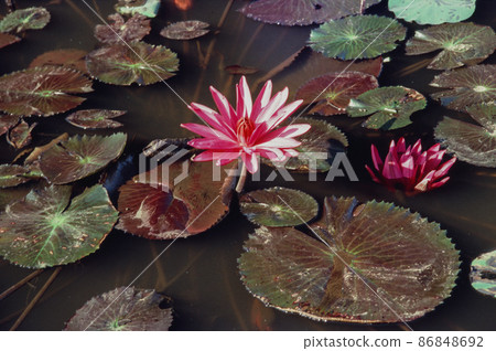 Nature photo film: Lotus blooming season. Nature photo film: Lotus blooming season. 86848692